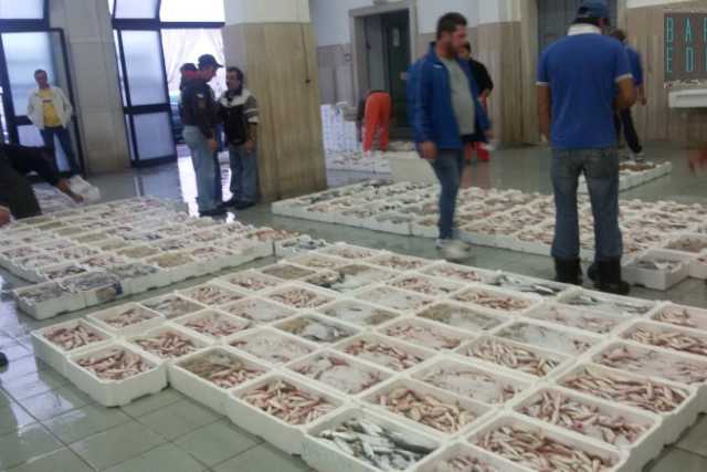 Bisceglie, ore 7 del mattino: tra grida, triglie e seppie parte l'asta del pesce